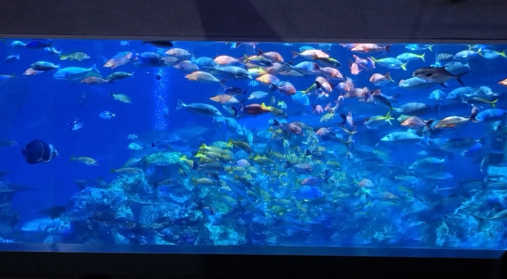 修学旅行９　鳥羽水族館